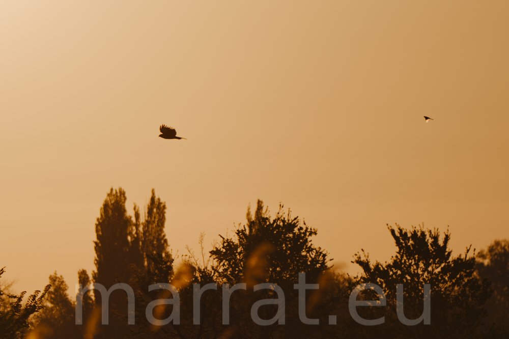 Two birds flying at dawn