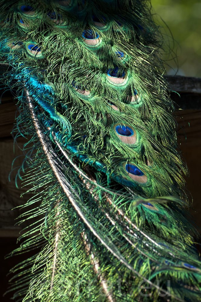 Peacock feathers